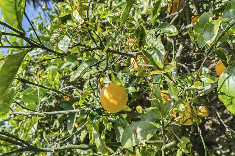 159B Saint Aubyn Street New Plymouth_18