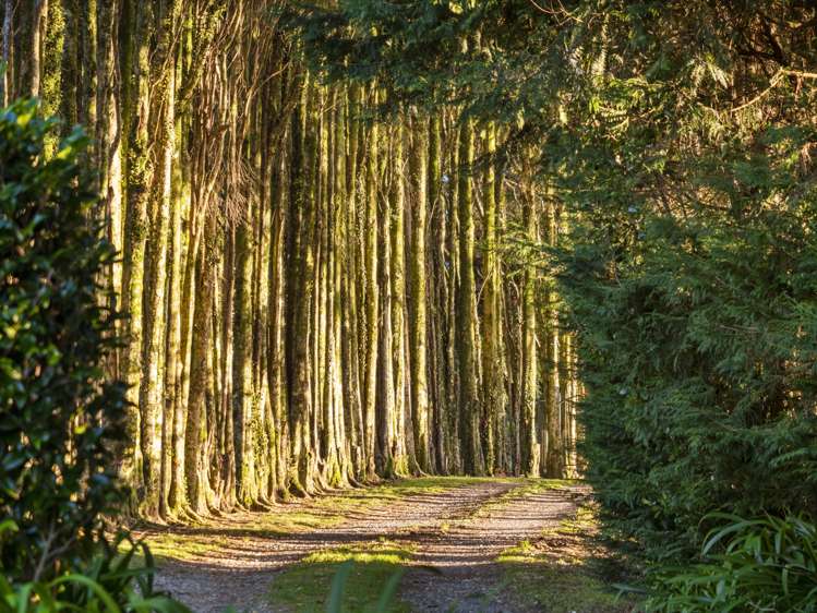 104 Glue Pot Road Oropi_5