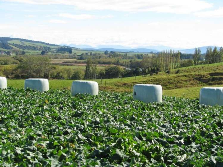 252 Hamilton Road Otautau_8