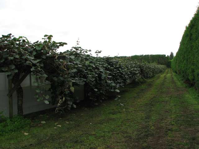 644 No 2 Road Te Puke_3