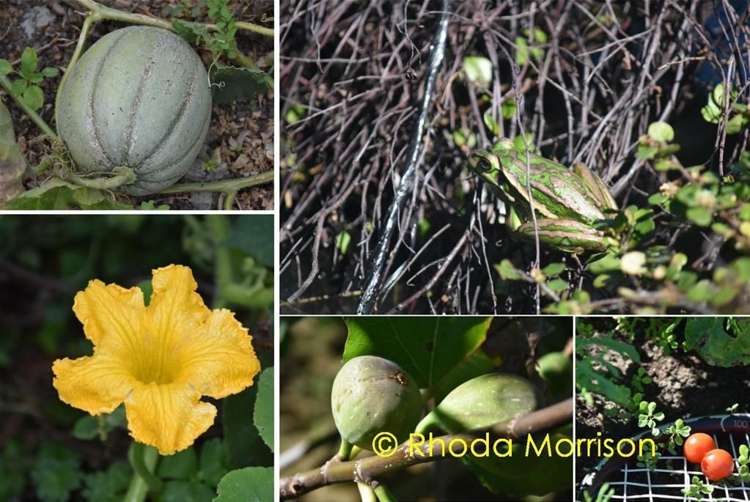 208 Heatley Road Whakapirau_35