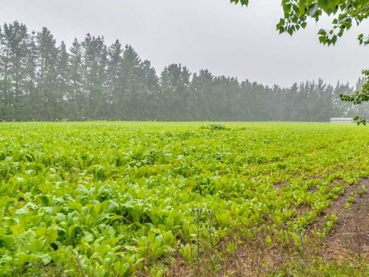 260 Taaffes Glen Road Okuku Range_15