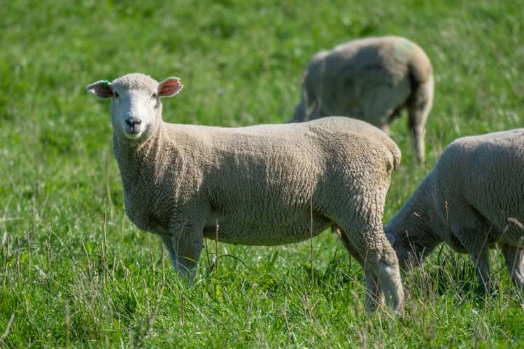 795 Omihi Road Waipara_15