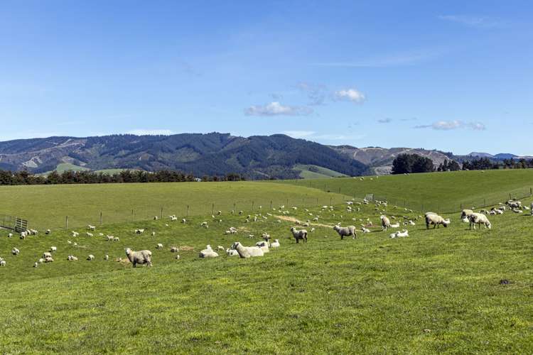 91 Brophy Road Geraldine_7