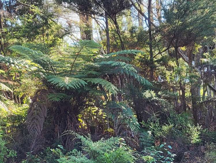10 Wilson Avenue Kawau Island_13