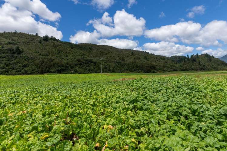 1153 Shenandoah Highway Murchison_35