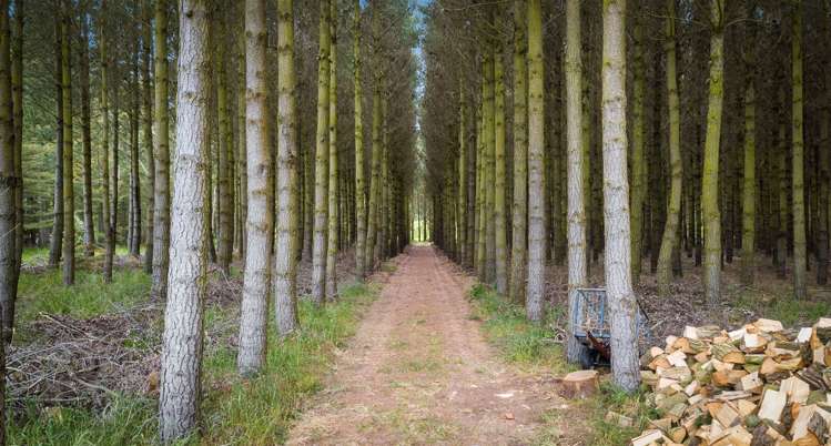 1837 West Coast Road Kirwee_27