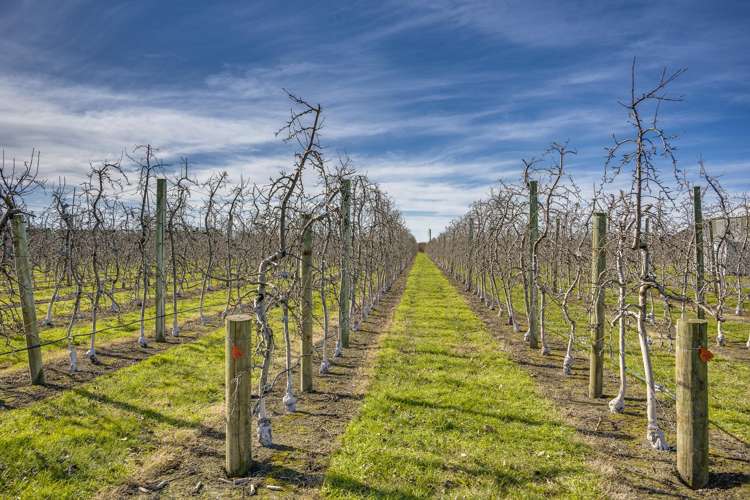 Kiwi Crunch Orchard Portfolio Twyford_19