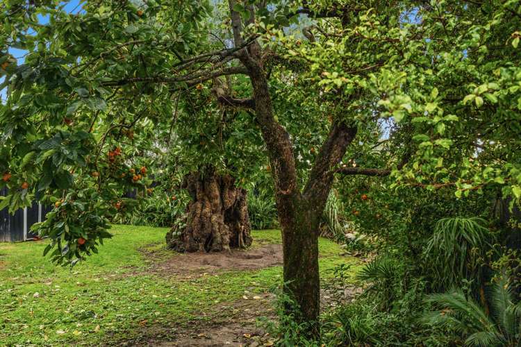 75 Goulstone Road Whakatane_12