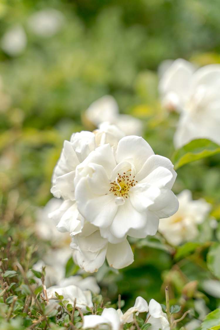 17 Beatrice Place Avonhead_14