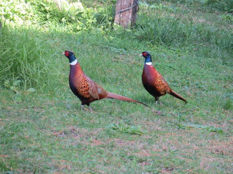 34b Jess Road Whakamarama_27