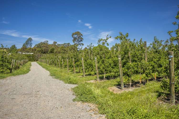 Rakete Orchards LP Hastings_7