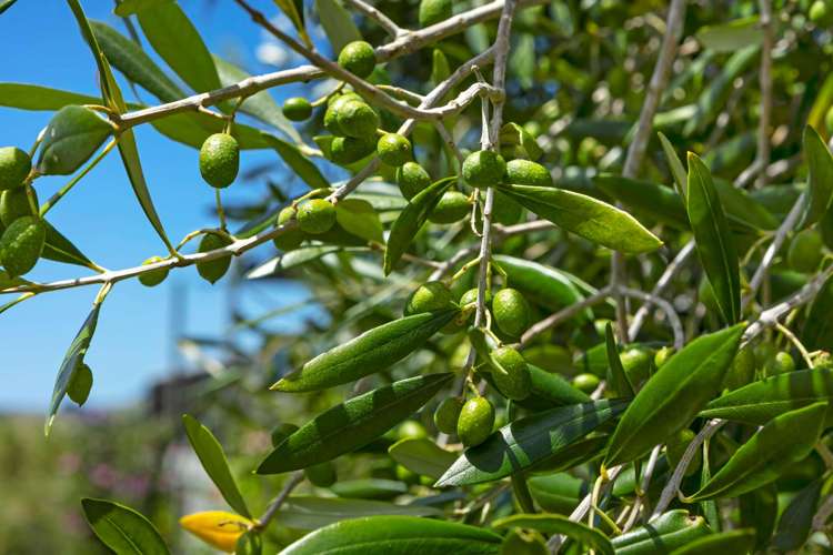 72 Leccino Valley Road Mangonui_28