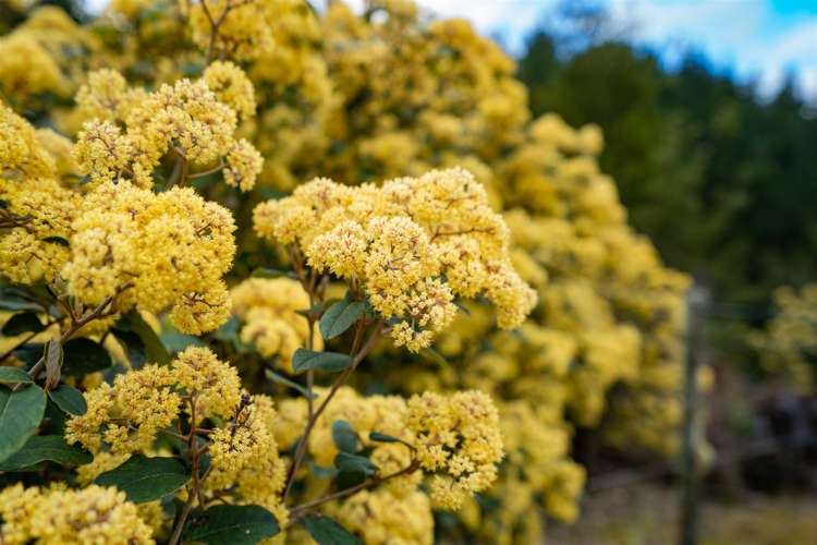 144 Moore Road Pipiwai_20