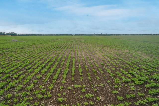 Burnham Road Temuka_1