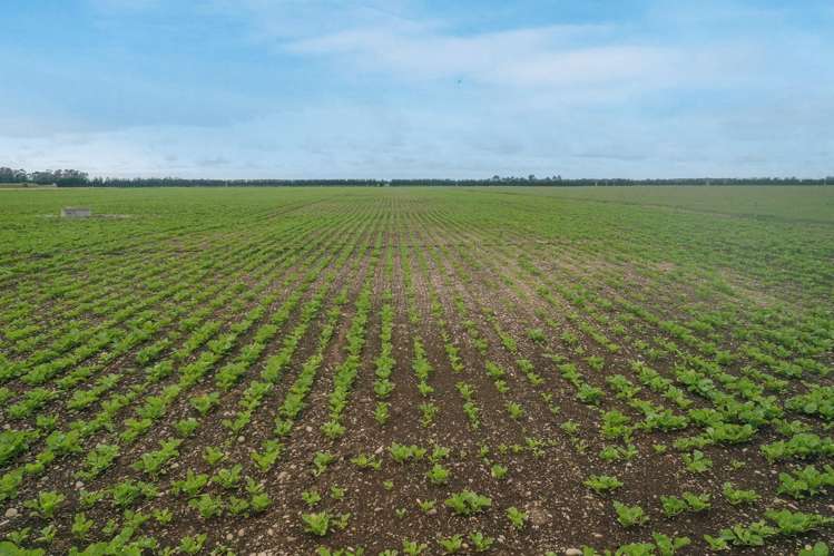 Burnham Road Temuka_1