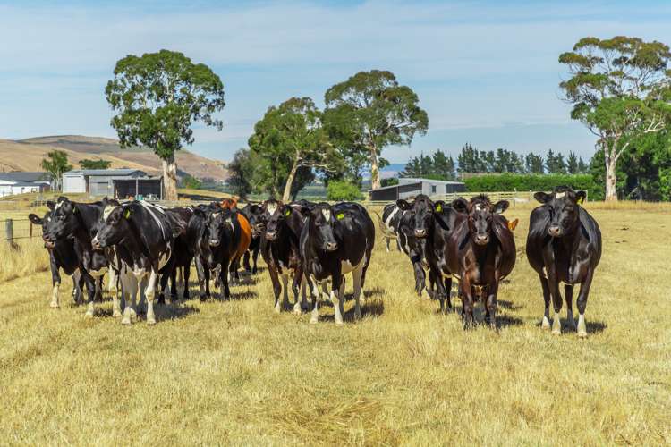 50 Jurys Road Waipara_19