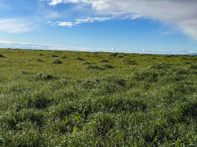 21 East Chatton Road Maitland_4