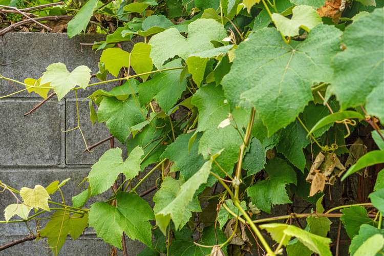 15a Rothesay Place Dinsdale_15