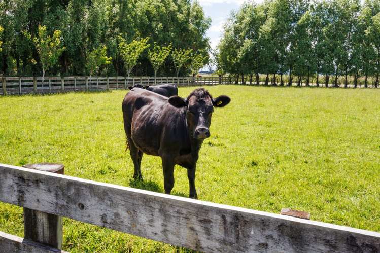 61 Mount Stewart Halcombe Road Sanson_25