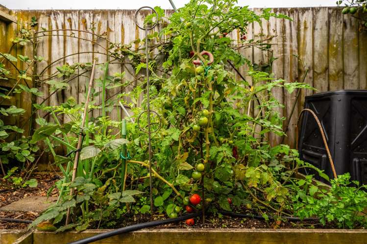 5/186 Queen Street Pukekohe_15