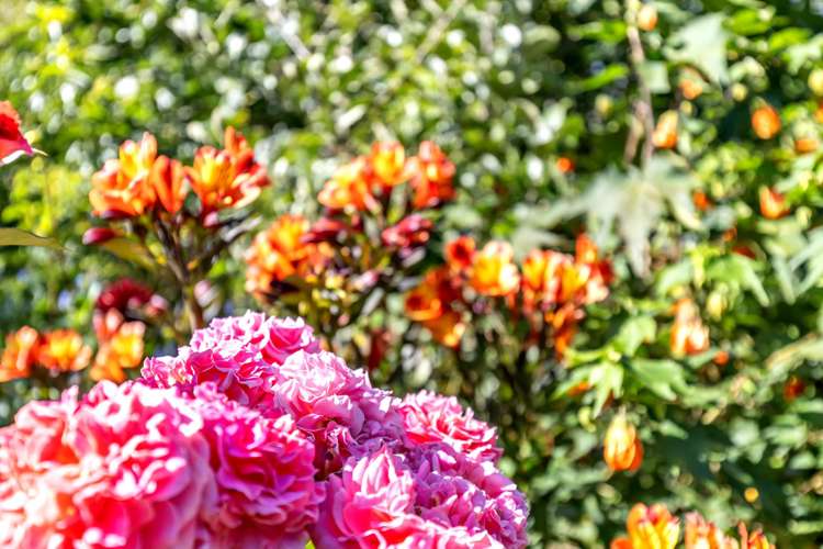 139 Barnett Avenue Best Island_28