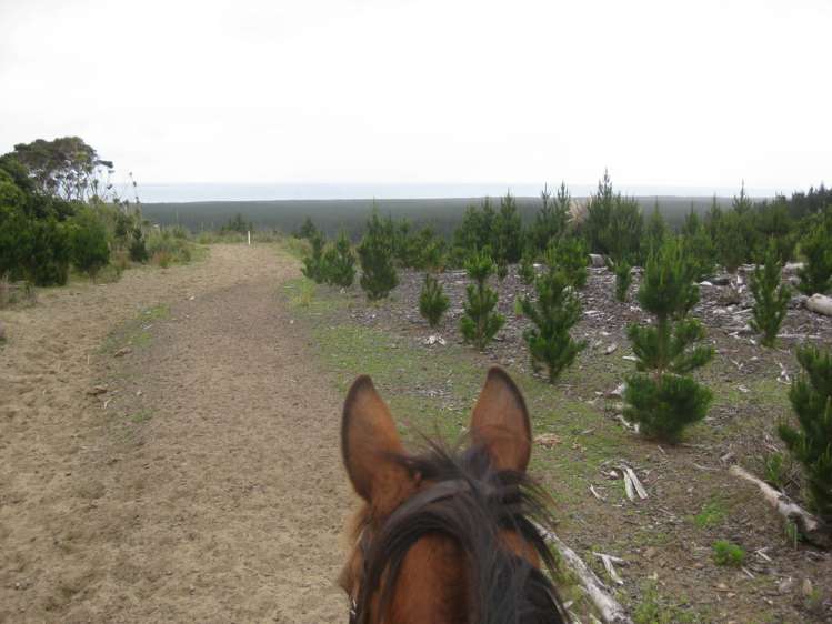 426 Blackbridge Road Dairy Flat_24