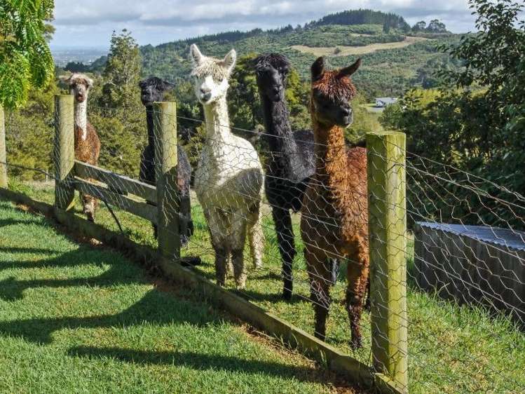 215 Judge Richardson Drive Opaheke_5