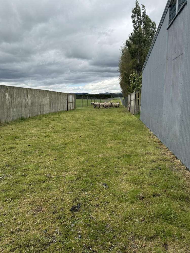 389 Mckenzie Road Browns_9