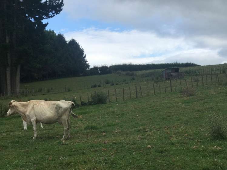 252 Te Mawhai Road Tokanui_8