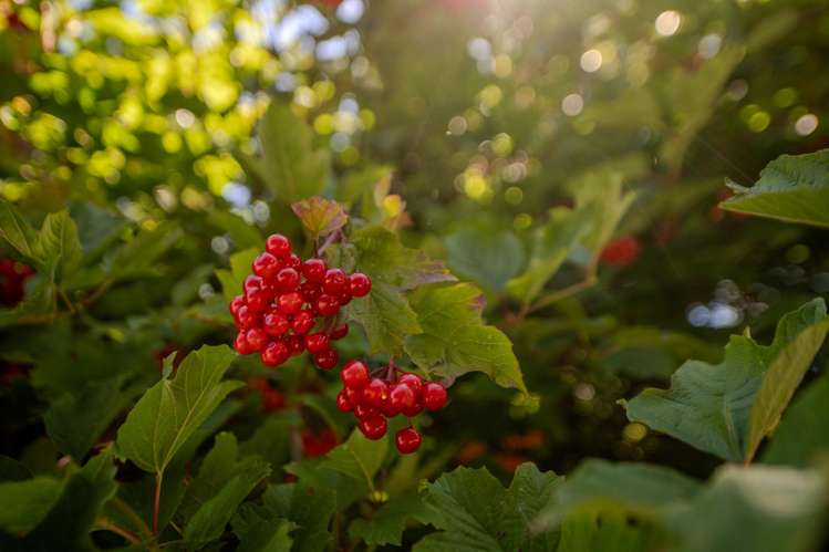 18 Ocean Grove Pounawea_12