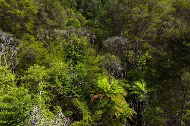 Lot 1 Nydia Bay Marlborough Sounds_19