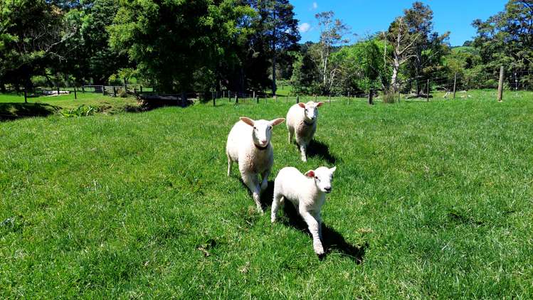 106 Mcbreen Road Hikurangi_30