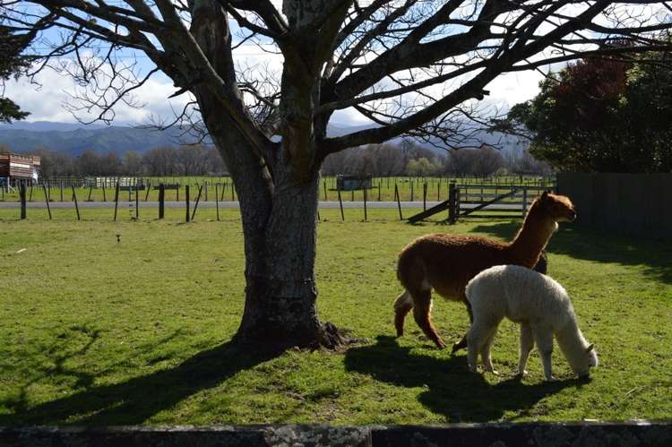 181 Lincoln Road Carterton_17