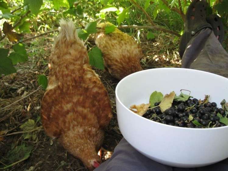 6 Hewlings Street Geraldine_16