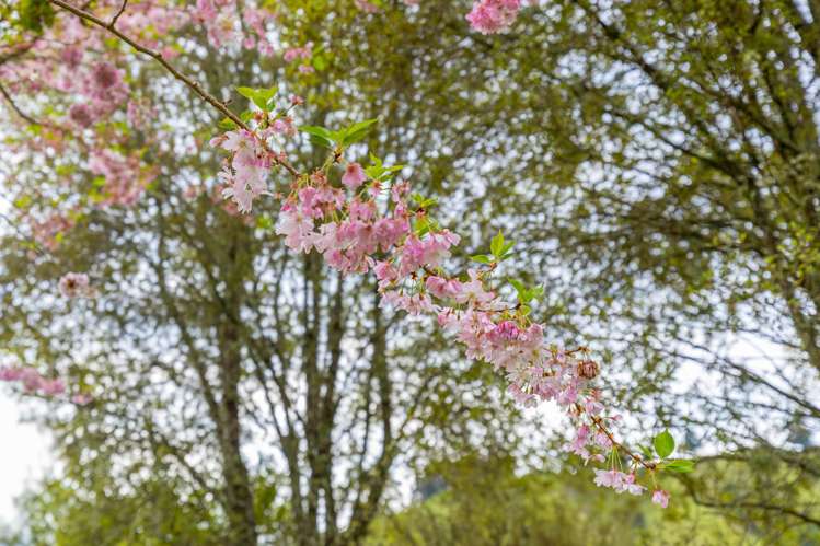 139 Simmons Road Taumarunui_17
