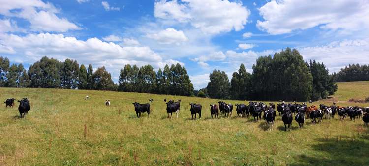 120 Roughan Road Southland_11