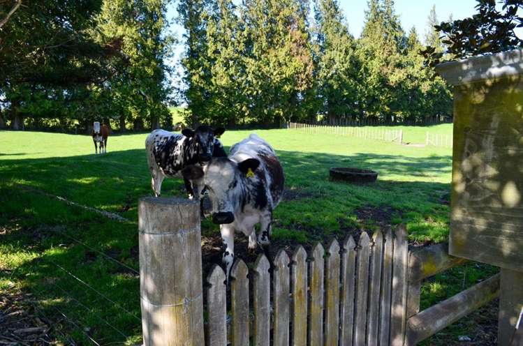 254 Paerata Road Tirohanga_14