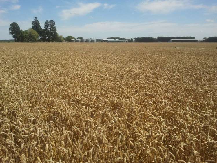 630 Grahams Road Willowby_23