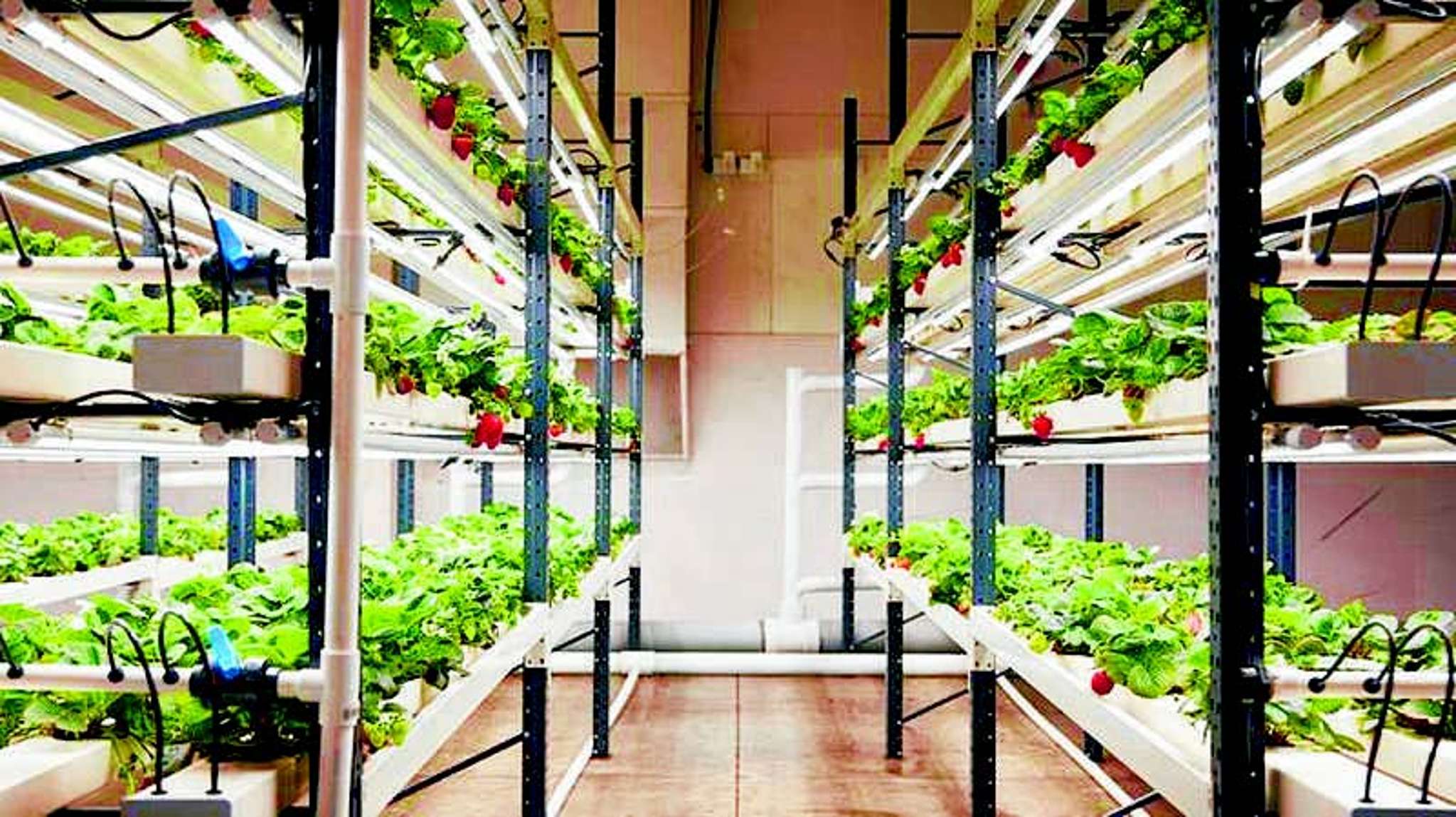 Vertical farmer seeks funding  boost