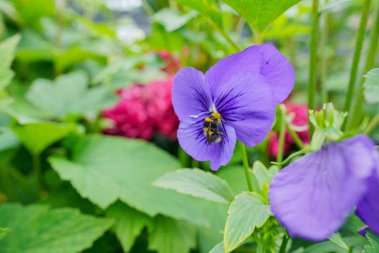 56 Leith Street Windsor_28