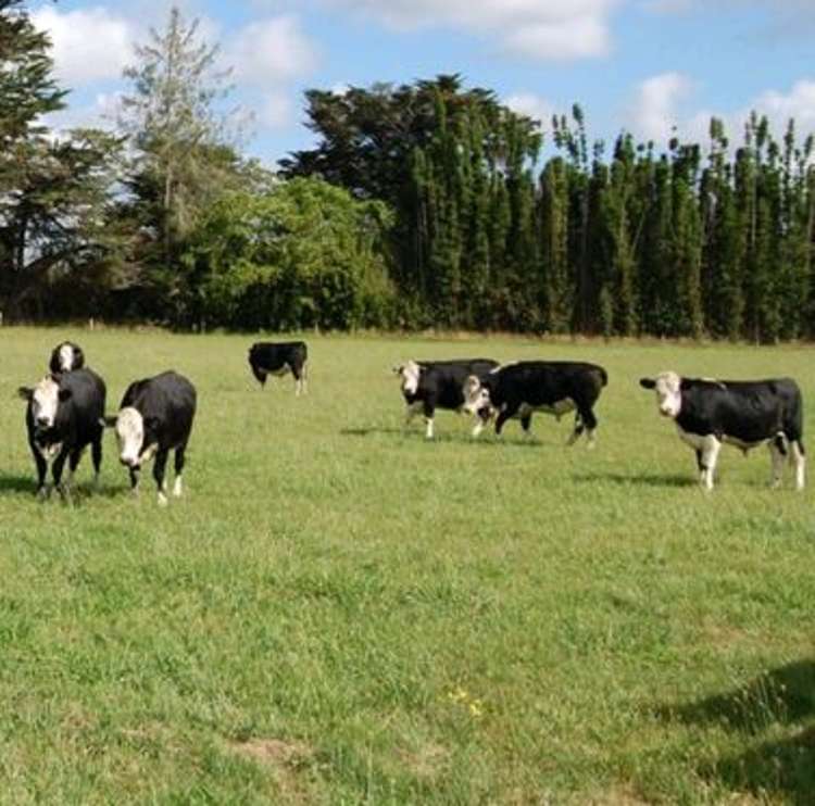 749 Waitakere Road Kumeu_4