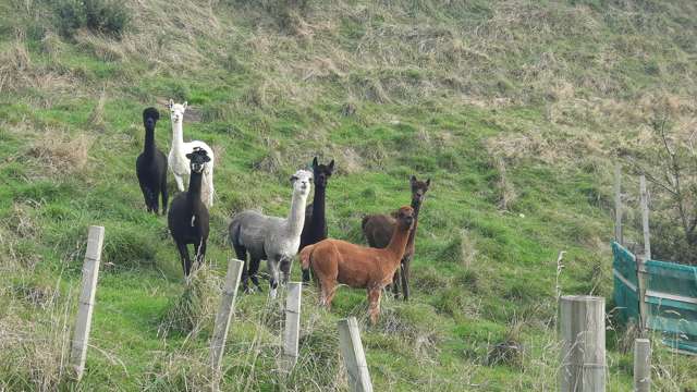 638 Saddle Road Ashhurst_1