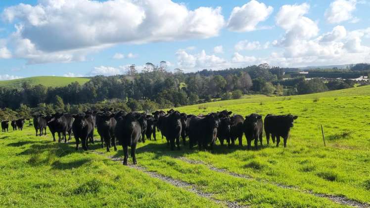 27 Riddell Road Kerikeri_10