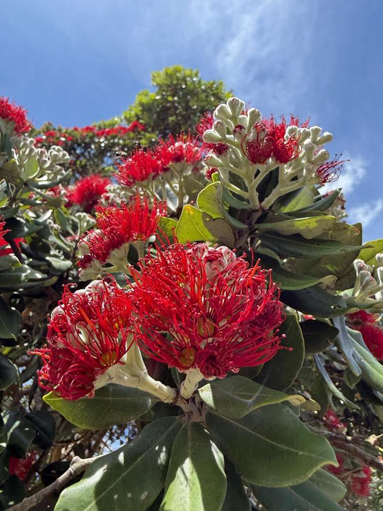 3 William Gilbert Drive Mangawhai_7