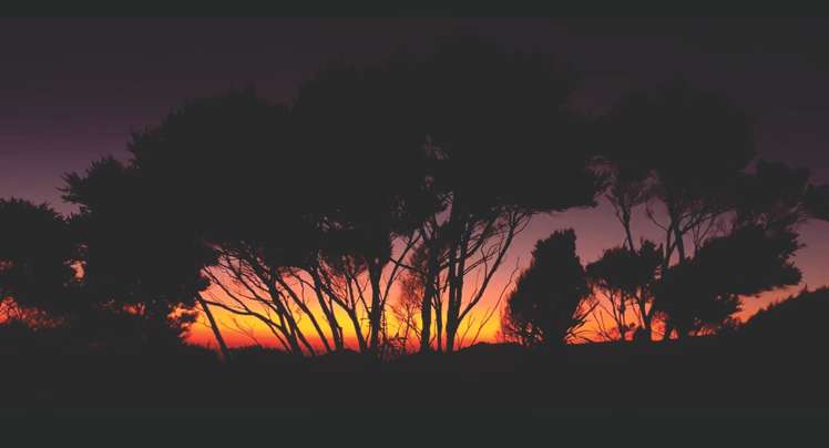 132 Lone Kauri Road Karekare_23