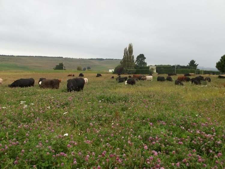 1390 Livingstone Duntroon Road North Otago Surrounds_5