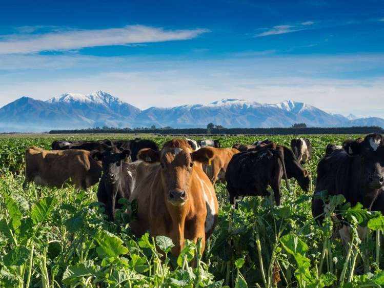 671 Hinds Lismore Road Lismore_0