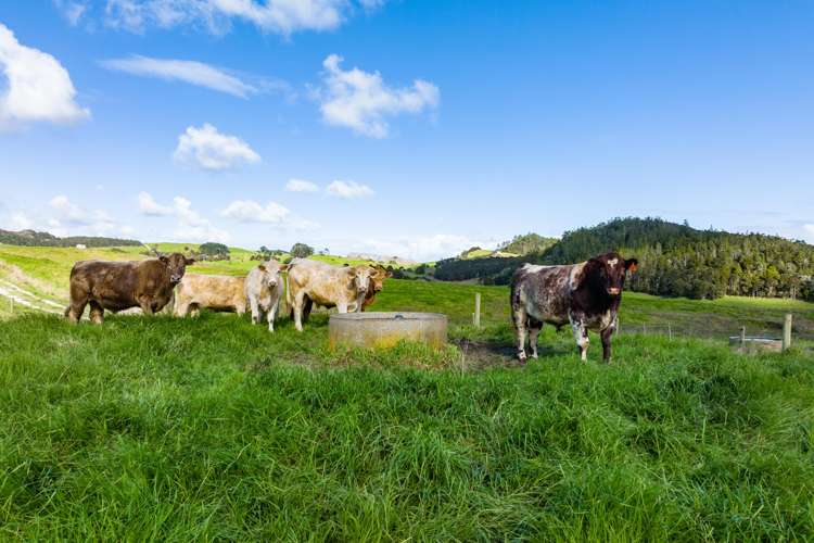 3035 Mititai Road Arapohue_15