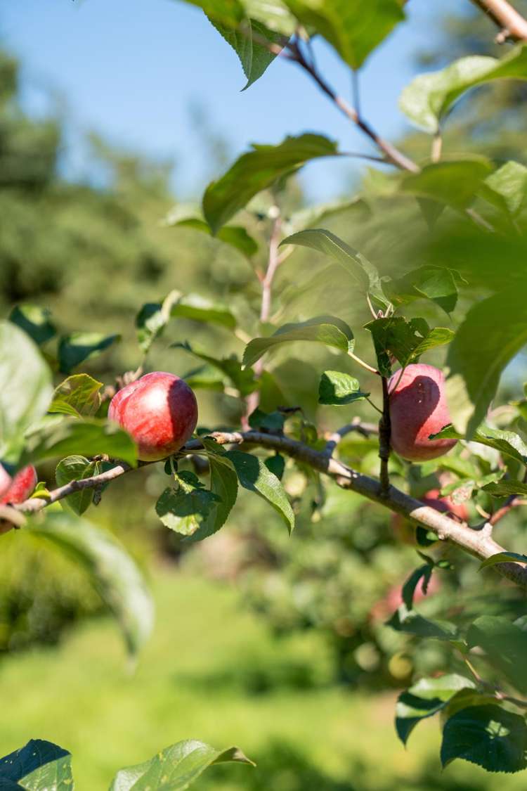 34 Bidwills Cutting Road Greytown_42